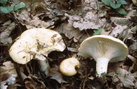 Echter Zonen-Milchling (Lactarius zonarius) - © Helmut Pidlich-Aigner